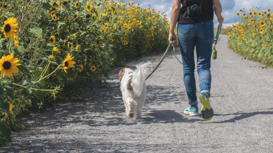 Reactive Dog Training: Why Management Matters More Than Exposure