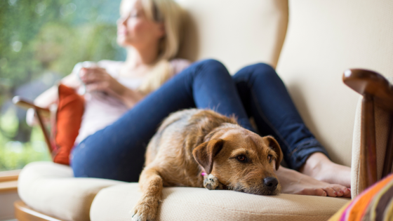 Why Do Some Dogs Seek Physical Contact, While Others Prefer Space?