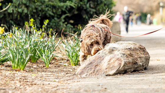 Why your dog can look safe but still feel unsafe