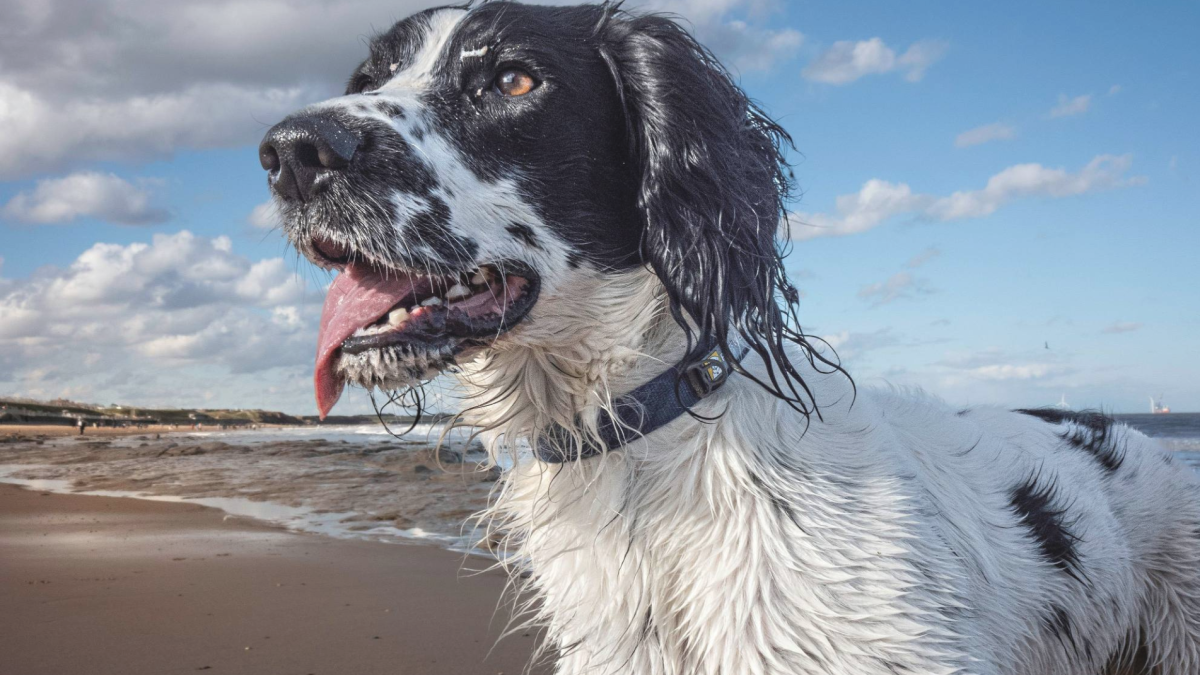 What Happens Before Behaviour Matters for Sensitive Dogs