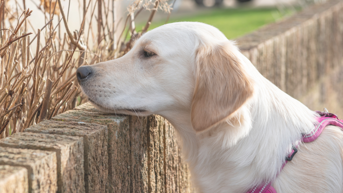 Why the Same Walk Feels Completely Different to Your Dog