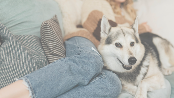 Feeling Overwhelmed by Your Dog’s Behaviour?