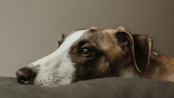 Starting the Year Right: Creating Lasting Behaviour Change for Your Dog in 2026