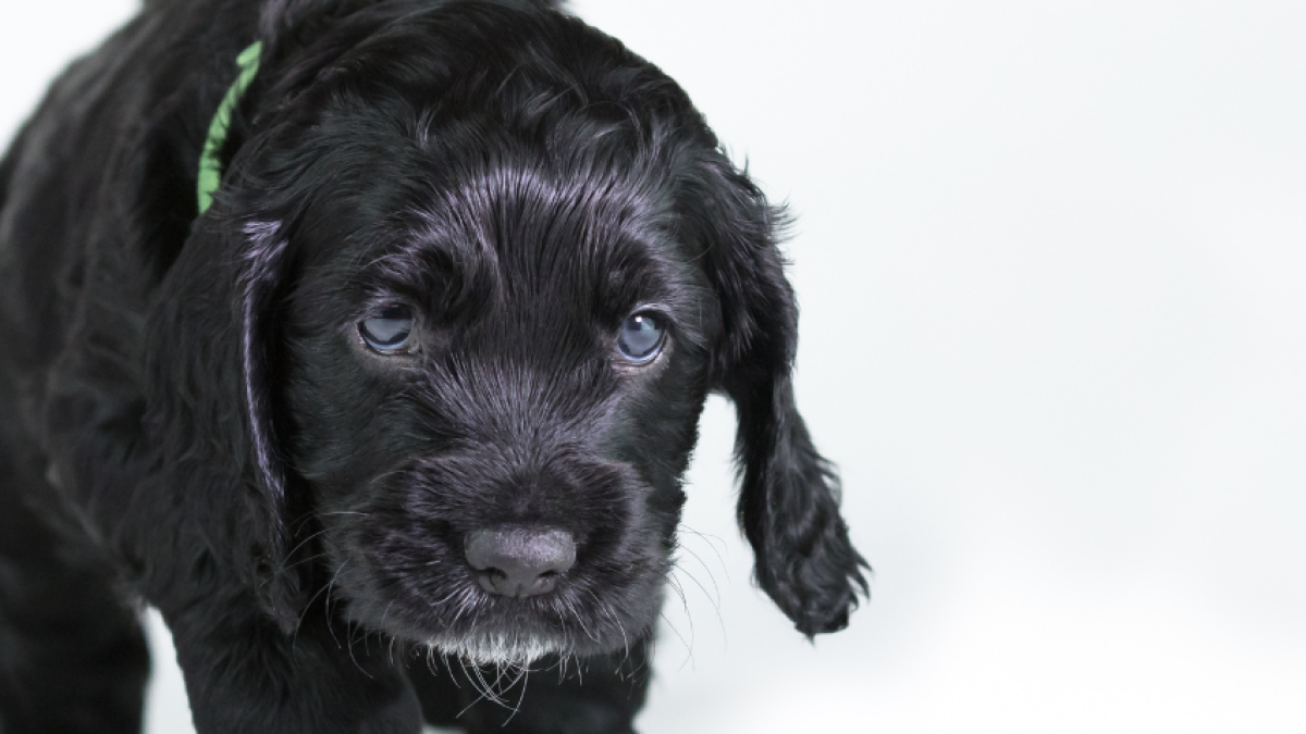 When Should You Start Puppy Training in Keighley?
