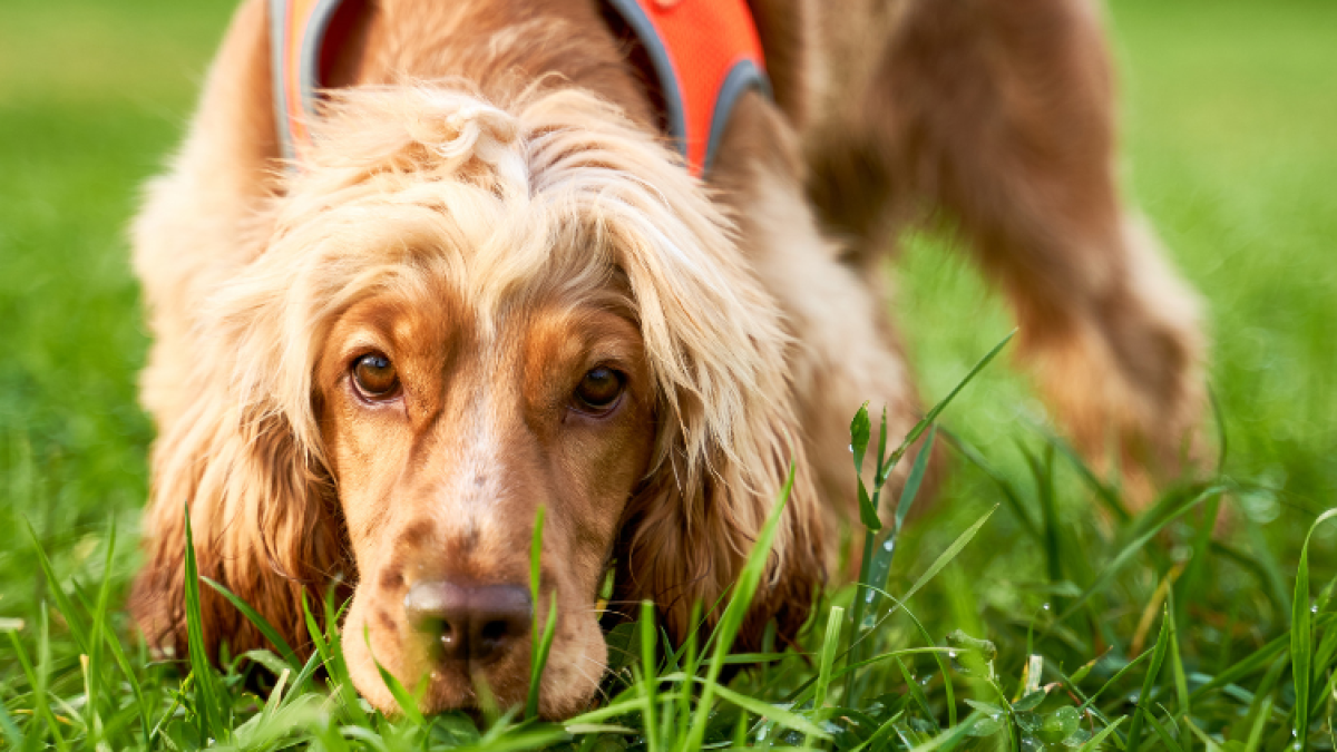 Why Sniffing Is Important For Dogs | Dog Training Keighley