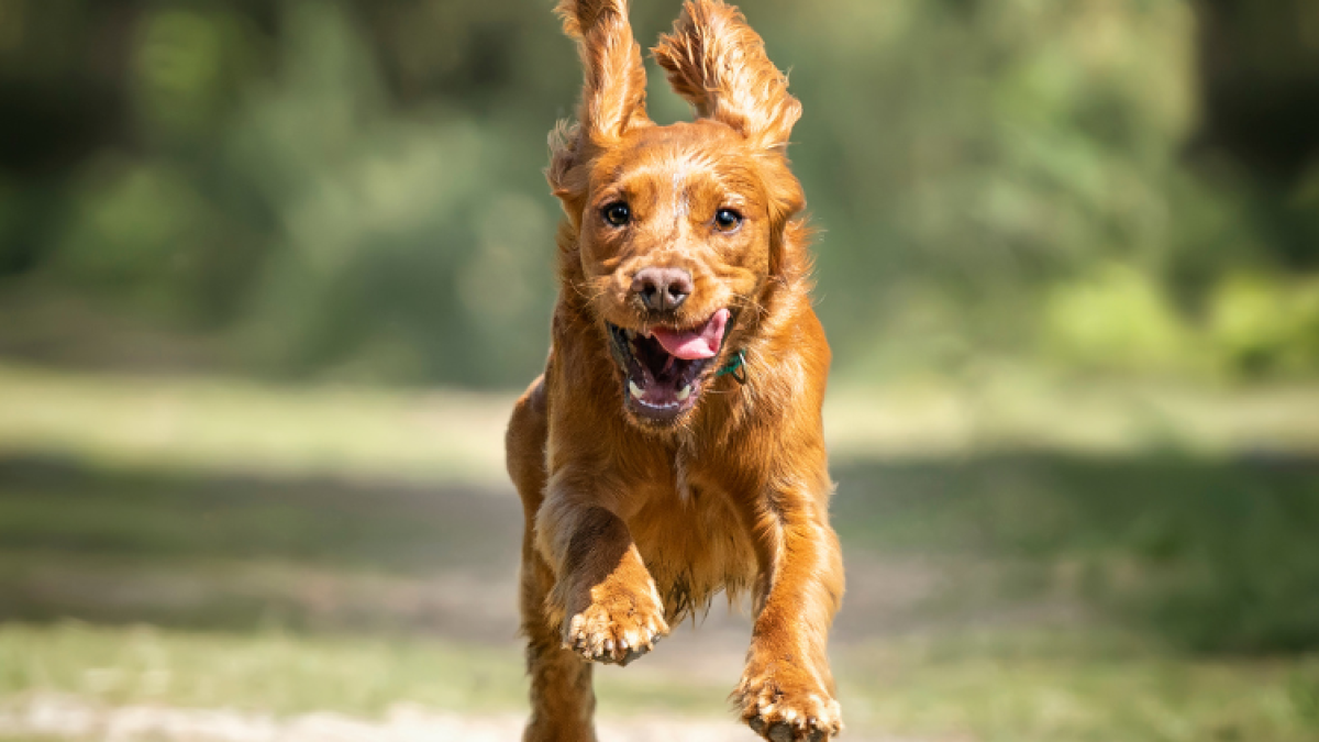 What Should I Do If Another Dog Runs Up To My Dog?