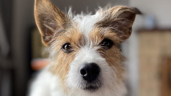 To Spay or Not to Spay 