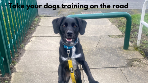 Why Your Dog Ignores You On Walks: Flipping The Training Script.