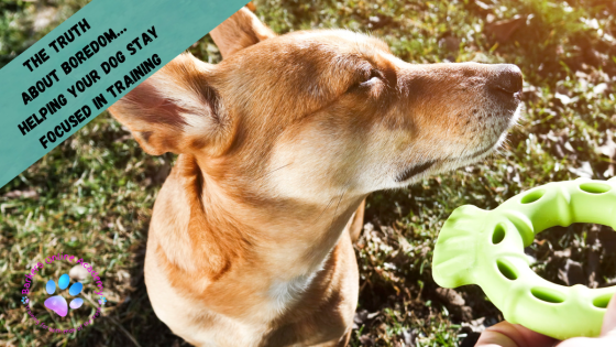 Boredom in Dog Training: The Truth