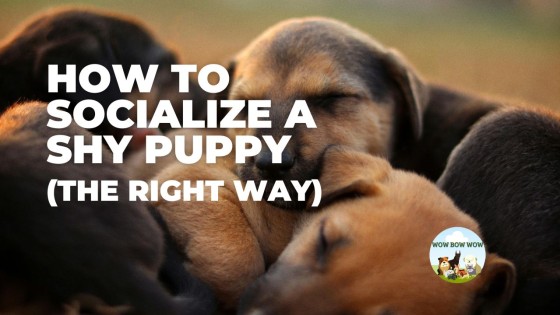 How to Socialize a Shy Puppy (The Right Way)