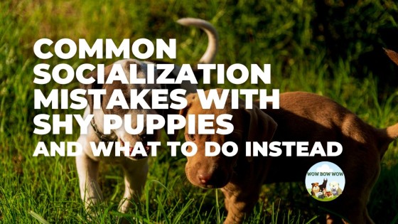 Common Socialization Mistakes With Shy Puppies
