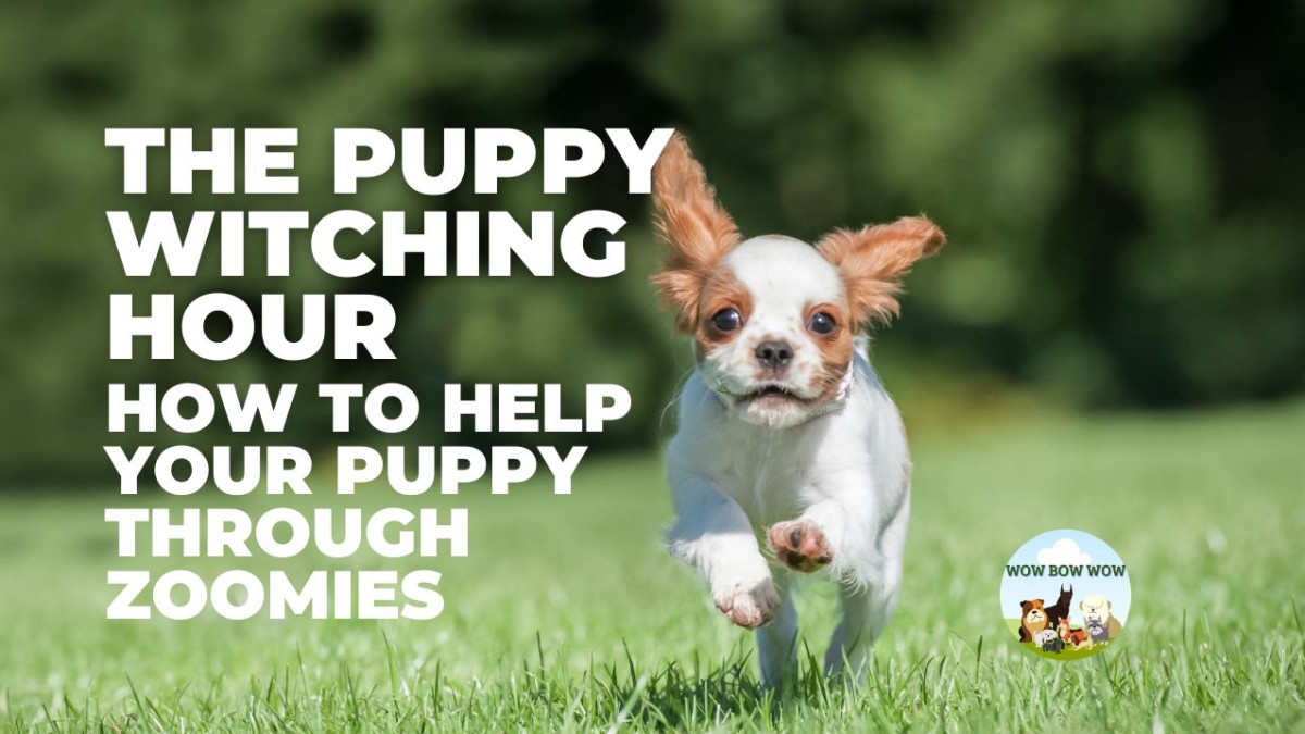 A Puppy Parent’s Guide to Zoomies