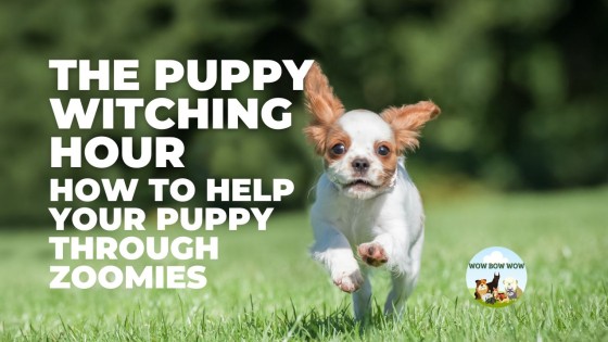 A Puppy Parent’s Guide to Zoomies