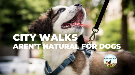 The Real Purpose of a Dog Walk in the City (And Why Sniffing Matters)