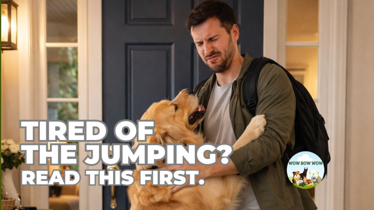 Stop Dog Jumping | Orange County Dog Trainer