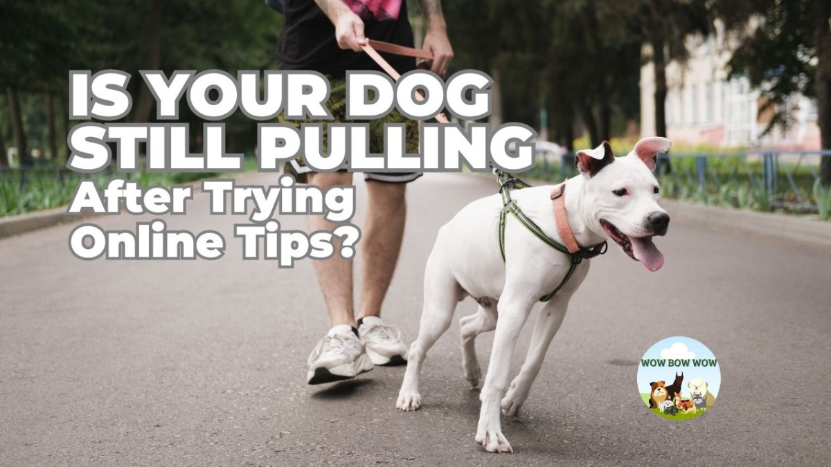 Why Your Dog Still Pulls — Even After Watching All the Videos