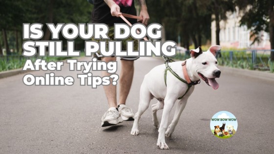 Why Your Dog Still Pulls — Even After Watching All the Videos