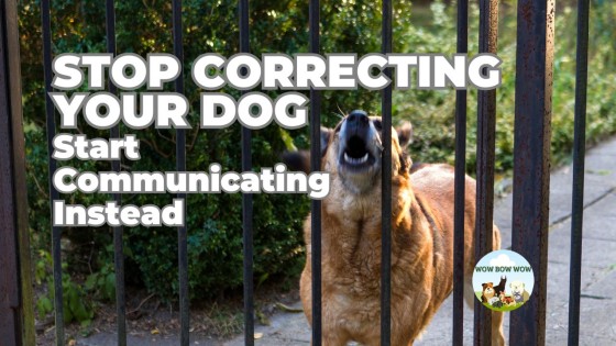 Stop Correcting Your Dog. Start Communicating Instead.