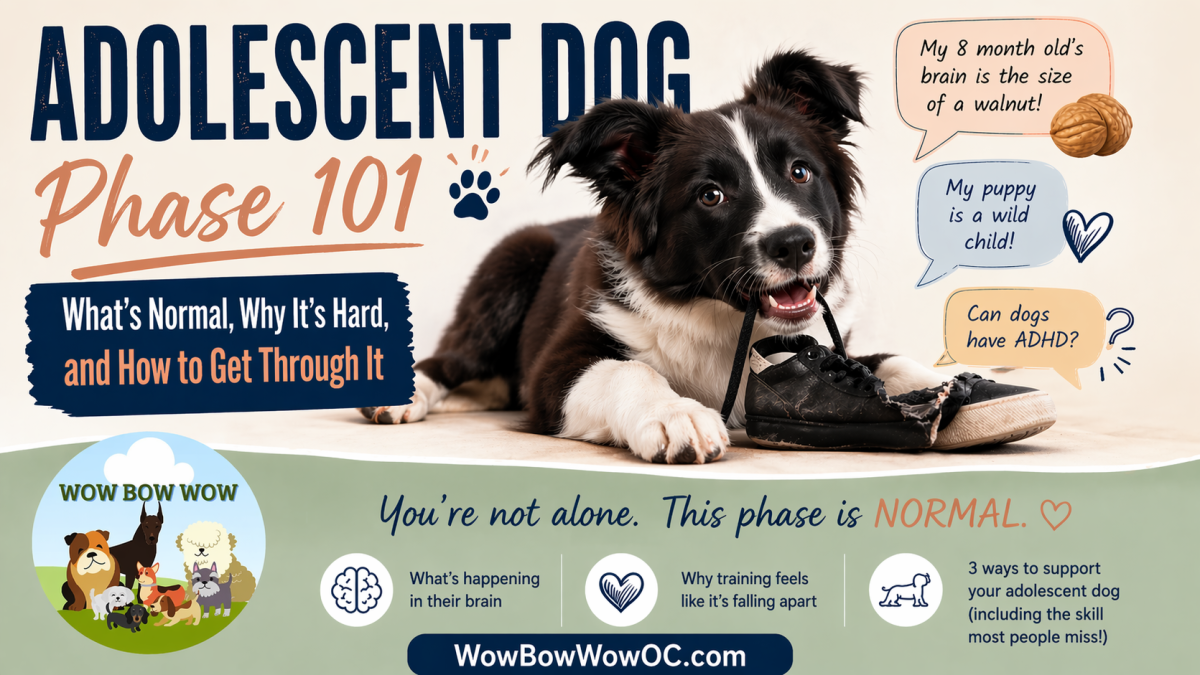 Challenges of the Adolescent (Teen) Dog