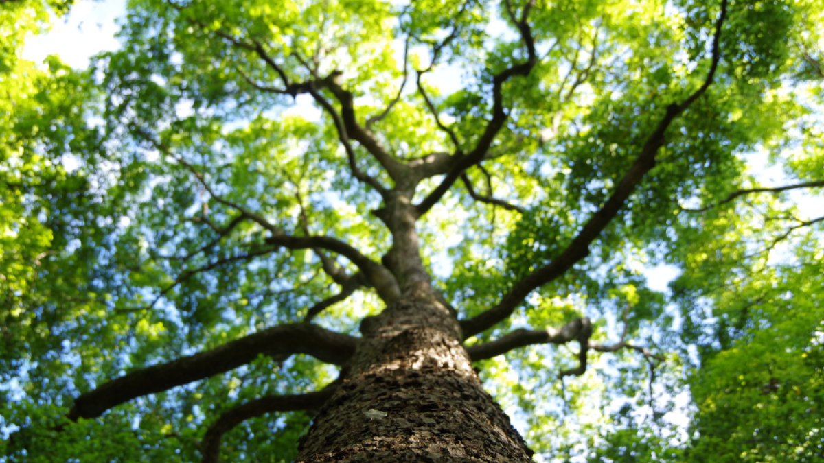 7 Steps to Embracing a Growth Mindset Through Dance: A Path to Personal Development