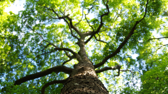 7 Steps to Embracing a Growth Mindset Through Dance: A Path to Personal Development