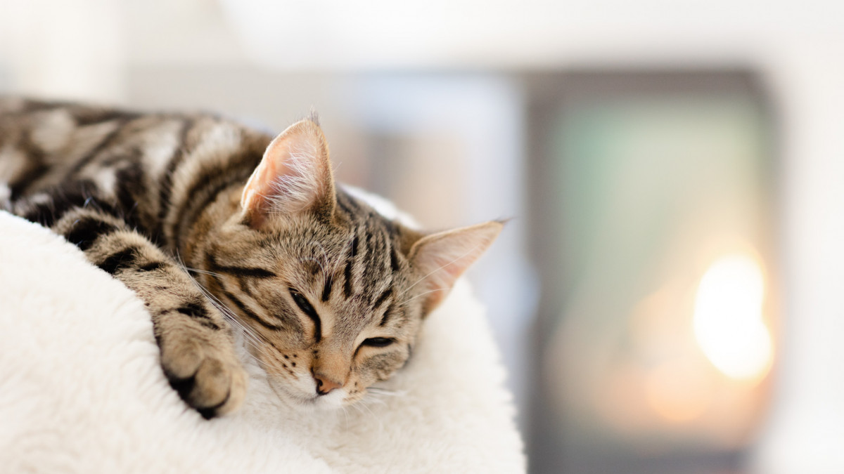 Veckans vana - Vilken känsla styr dig?