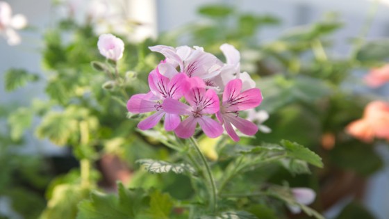 Geraniumhydrolat - Attrahera det positiva