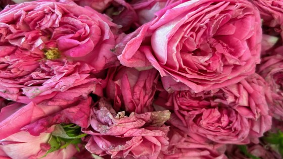 Roshydrolat - Trygghet i en flaska