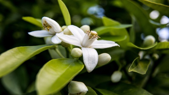 Nerolihydrolat- Apelsinblommans gåva