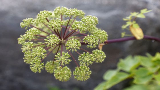 Kvannefröhydrolat - När änglaväxten möter nordisk visdom