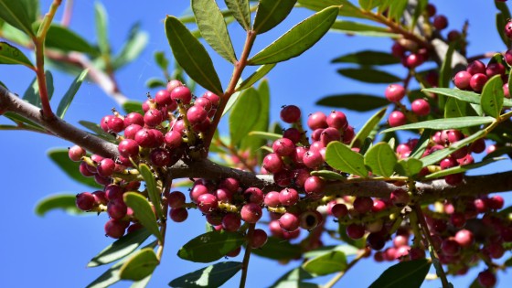 Mastix (Pistacia lentiscus) - Medelhavets gröna skatt