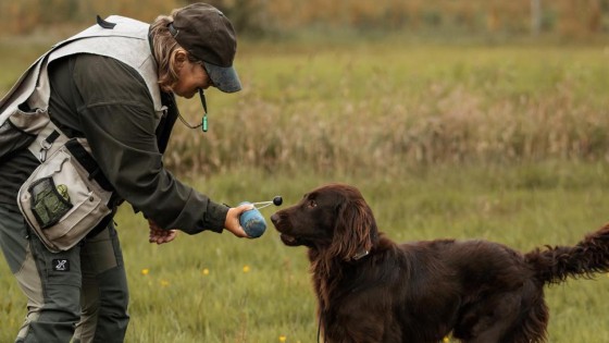 The Benefits of Gundog Training for Non-Working Dogs
