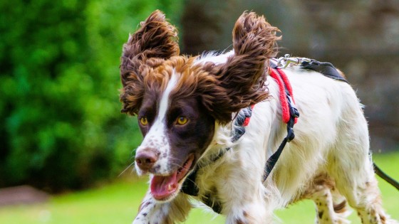 Navigating the Challenges of Training Adolescent Gundog Breeds