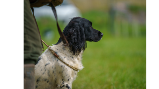 Slip leads, collars and harnesses