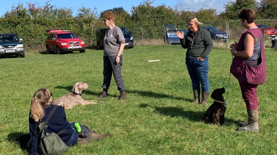 Group vs One-to-One Dog Training: Pros, Cons, and Finding the Right Fit for Your Dog