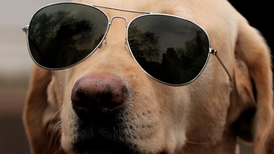 Adolescence and your dog