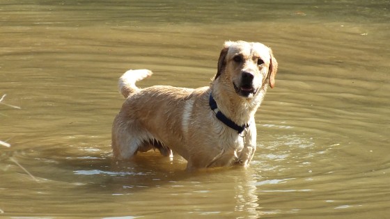 Training Tips for Adolescent Dogs