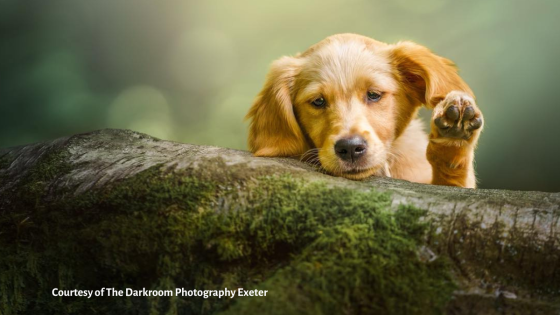 When Should You Start Training Your Gundog Puppy?