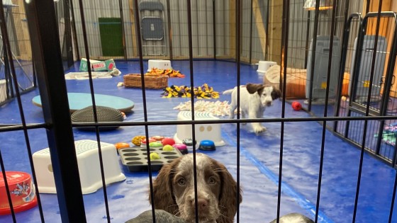 The Impact of Early Puppy Experiences with Mum and Siblings