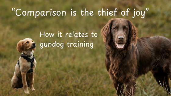 "Comparison is the thief of joy" . How it relates to gundog training