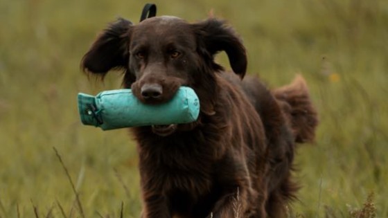 🚩 “Red Flags” in Gundog Training Advice Online