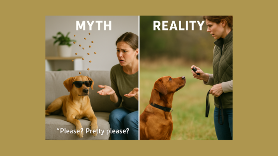 Positive Gundog Training: Busting the Myth of the "Soft Dog"