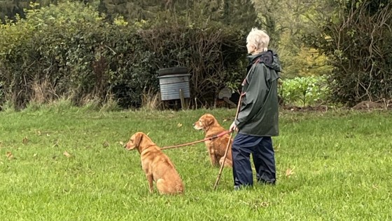 Week 7 🐾 Don’t Rush the Work – Why Timing Matters in Gundog Training