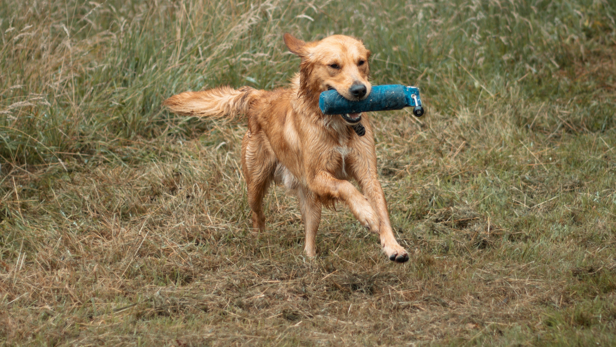 Griff's Training Update: The Wins, The Challenges and The Reality