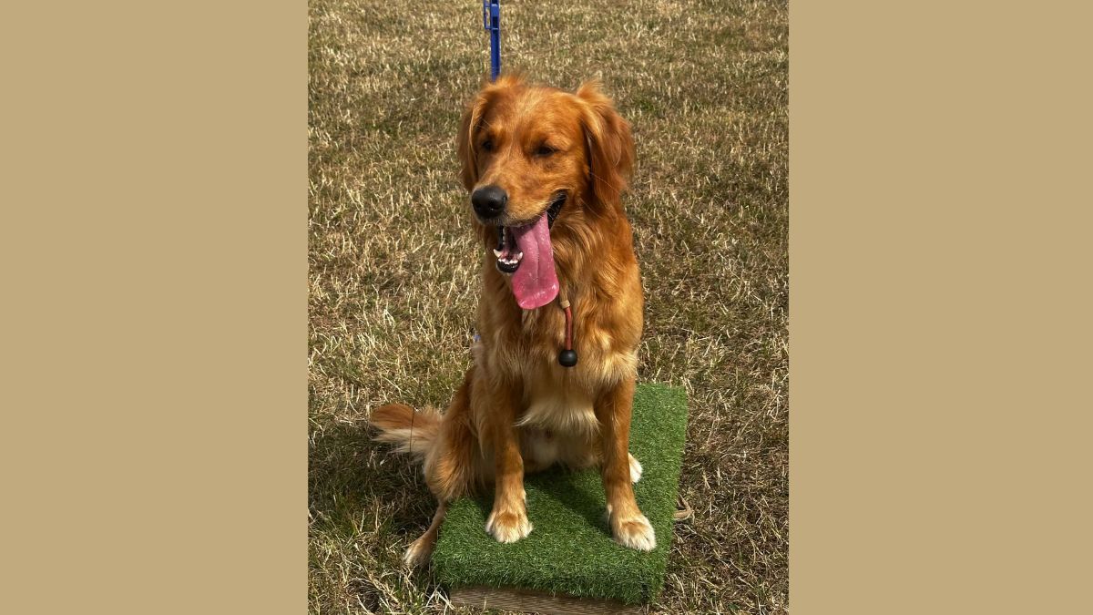 The Training Adventures of Bob the Dog