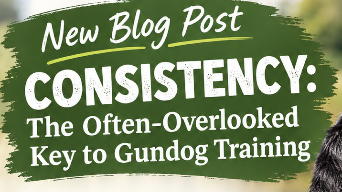 Consistency: The Often-Overlooked Key to Gundog Training