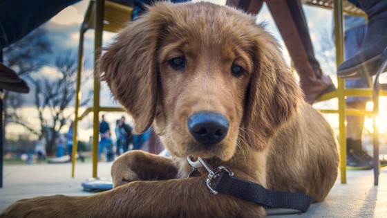 "Dogs do speak, but only to those who know how to listen" Orhan Pamuk