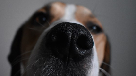 The Nose Knows......You Know