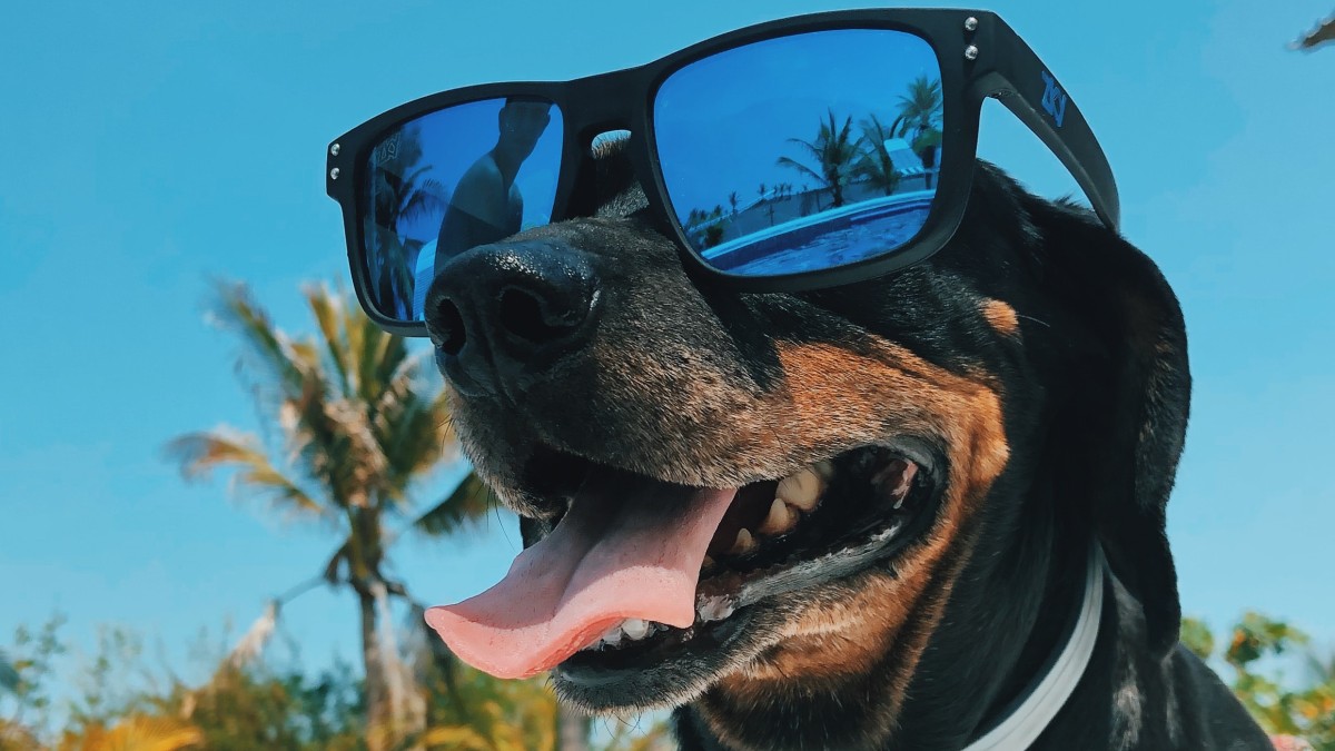 Heatwaves and our dogs........