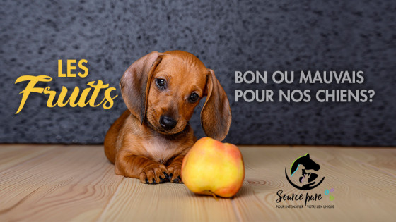 Les fruits c'est bon ou mauvais pour nos chiens?